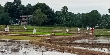 പന്നിശല്യം അകറ്റുവാൻ കർഷകർ മുന്നൊരുക്കങ്ങൾ തുടങ്ങി.