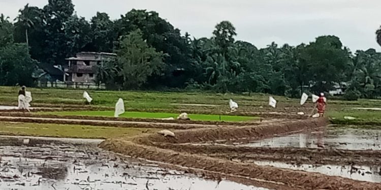 പന്നിശല്യം അകറ്റുവാൻ കർഷകർ മുന്നൊരുക്കങ്ങൾ തുടങ്ങി.