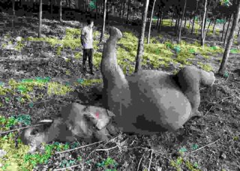 മലമ്പുഴ വലിയ കാടിൽ കാട്ടാന ഷോക്കേറ്റ് ചെരിഞ്ഞു