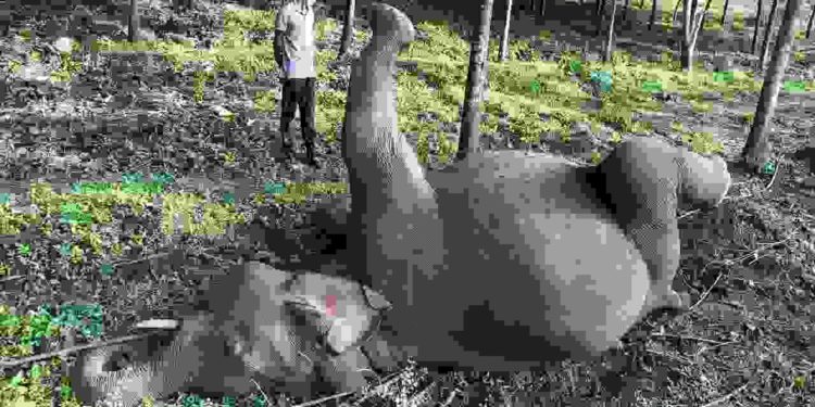 മലമ്പുഴ വലിയ കാടിൽ കാട്ടാന ഷോക്കേറ്റ് ചെരിഞ്ഞു