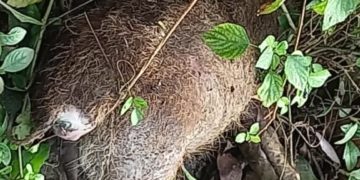 കാട്ടുപന്നി ചത്ത നിലയിൽ