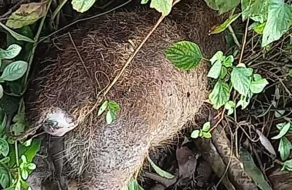 കാട്ടുപന്നി ചത്ത നിലയിൽ