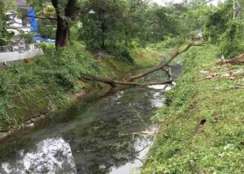 60 വർഷത്തിലധികം പഴക്കമുള്ള പാലമരങ്ങൾ മുറിച്ചു., കനാലിലെ മരക്കൊമ്പ് മാറ്റിയില്ല