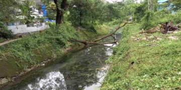 60 വർഷത്തിലധികം പഴക്കമുള്ള പാലമരങ്ങൾ മുറിച്ചു., കനാലിലെ മരക്കൊമ്പ് മാറ്റിയില്ല
