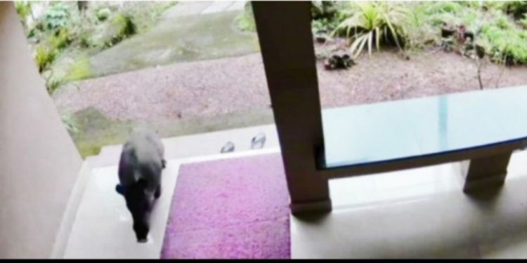 വീട്ടിൽ കയറി കാട്ടുപന്നി ആക്രമണം