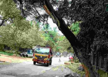 റോഡരികിലെ മരം അപകടാവസ്ഥയിൽ