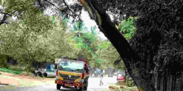 റോഡരികിലെ മരം അപകടാവസ്ഥയിൽ