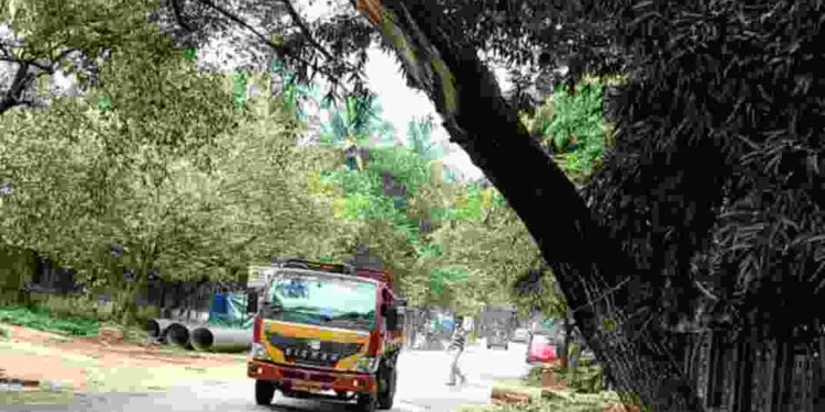 റോഡരികിലെ മരം അപകടാവസ്ഥയിൽ
