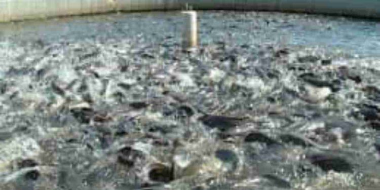 മത്സ്യകൃഷിക്ക് അപേക്ഷിക്കാം, 40 ശതമാനം  ധനസഹായം