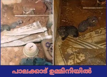 വര്‍ഷങ്ങളായി അടഞ്ഞ് കിടന്ന വീടിനുള്ളില്‍  പുലികുഞ്ഞുങ്ങൾ