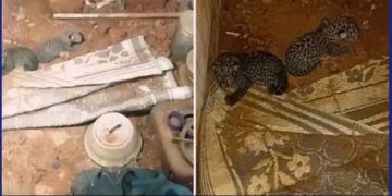 വര്‍ഷങ്ങളായി അടഞ്ഞ് കിടന്ന വീടിനുള്ളില്‍  പുലികുഞ്ഞുങ്ങൾ