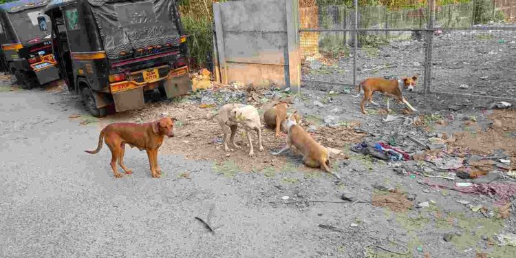 കുടുംബ കോടതി പരിസരം തെരുവുനായ്ക്കളുടെ പിടിയിൽ.