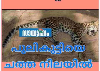 കല്ലടിക്കോട് പറക്കല്ലടിയില്‍ പുലിക്കുട്ടിയെ ചത്ത നിലയില്‍ കണ്ടെത്തി