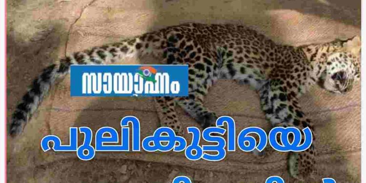 കല്ലടിക്കോട് പറക്കല്ലടിയില്‍ പുലിക്കുട്ടിയെ ചത്ത നിലയില്‍ കണ്ടെത്തി