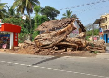 ശാസ്താ നഗറിലെ ആൽമുത്തശ്ശി ഓർമ്മയായി.
