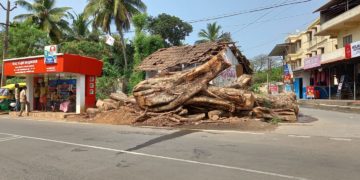 ശാസ്താ നഗറിലെ ആൽമുത്തശ്ശി ഓർമ്മയായി.