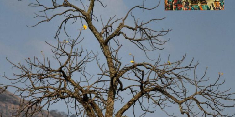 നന്മമരം