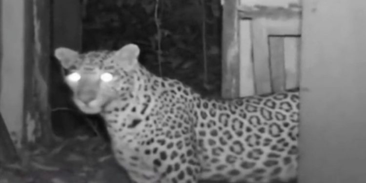 പുലി കൂട്ടിൽ കയറാതെ കുഞ്ഞിനെ കൈകൊണ്ട് നീക്കിയെടുത്ത് കൊണ്ടുപോയി