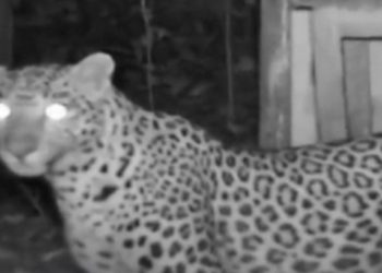 അകത്തേത്തറയിൽ വീണ്ടും പുലിയിറങ്ങി.