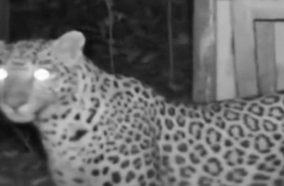 അകത്തേത്തറയിൽ വീണ്ടും പുലിയിറങ്ങി.