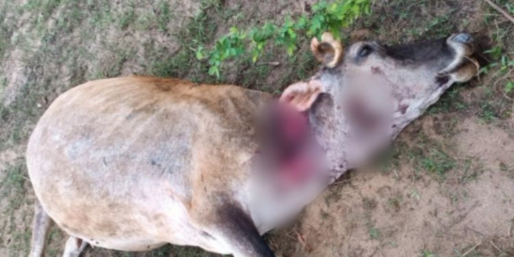 മലമ്പുഴയിൽ വീണ്ടും പുലിയിറങ്ങി