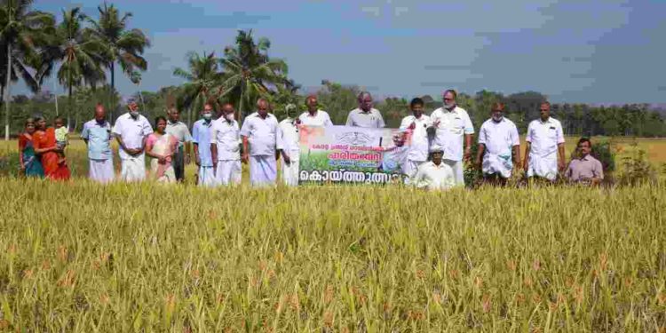ഗാന്ധിദർശൻ ഹരിതവേദി, വിളവെടുപ്പുത്സവം സംഘടിപ്പിച്ചു.