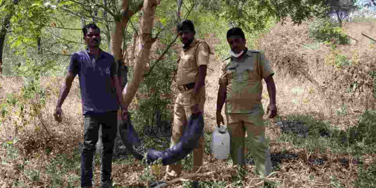 ചാരായം കണ്ടെടുത്ത് നശിപ്പിച്ചു