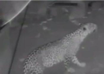 ധോണിയില്‍ ജനവാസ മേഖലയില്‍ വീണ്ടും പുലിയിറങ്ങി;വനം വകുപ്പിന്റെ അനാസ്ഥയെന്ന് ആരോപണം