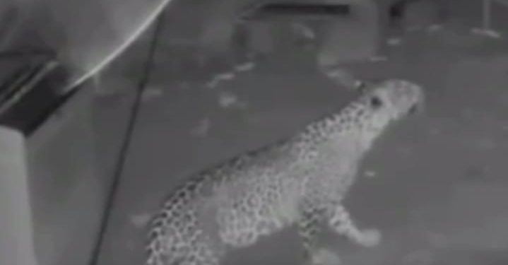 ധോണിയില് ജനവാസ മേഖലയില് വീണ്ടും പുലിയിറങ്ങി;വനം വകുപ്പിന്റെ അനാസ്ഥയെന്ന് ആരോപണം