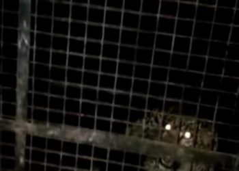 ധോണിയില്‍ ജനവാസ മേഖലയിലിറങ്ങി ഭീതി പടര്‍ത്തിയ പുലിയെ പിടിച്ചു