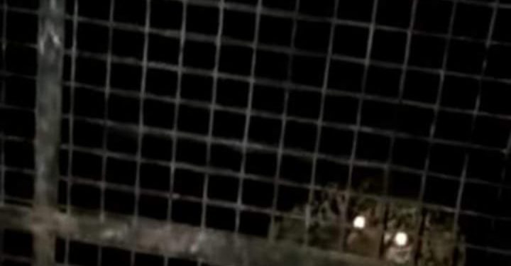 ധോണിയില്‍ ജനവാസ മേഖലയിലിറങ്ങി ഭീതി പടര്‍ത്തിയ പുലിയെ പിടിച്ചു