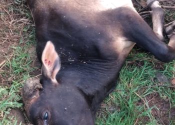 മലമ്പുഴയിൽ വീണ്ടും പുലിയുടെ ആക്രമണം, ഒരു പശുകൂടി ചത്തു.