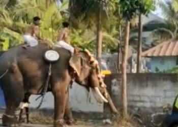 കിണാശ്ശേരി ചേറുമ്പറ്റക്കാവ് വേലയ്ക്ക് ആന ഇടഞ്ഞു.
