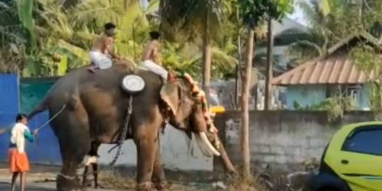കിണാശ്ശേരി ചേറുമ്പറ്റക്കാവ് വേലയ്ക്ക് ആന ഇടഞ്ഞു.