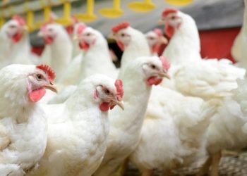 ഇറച്ചിക്കോഴി വില ഉയരുന്നു; സര്‍ക്കാര്‍ ഇടപെടണമെന്ന് ആവശ്യം