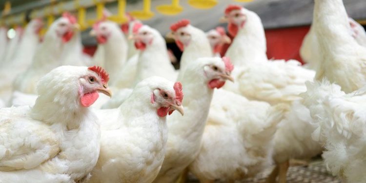 ഇറച്ചിക്കോഴി വില ഉയരുന്നു; സര്ക്കാര് ഇടപെടണമെന്ന് ആവശ്യം