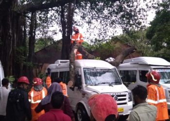മലമ്പുഴയിൽ കാറ്റും മഴയും, മരം വീണ് രണ്ട് ട്രാവലർ തകർന്നു.