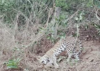 കമ്പിവേലിയില്‍ കുടുങ്ങി പുള്ളിപ്പുലി ചത്ത നിലയില്‍