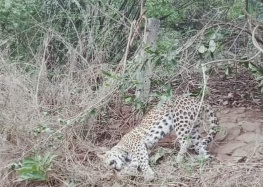 കമ്പിവേലിയില്‍ കുടുങ്ങി പുള്ളിപ്പുലി ചത്ത നിലയില്‍