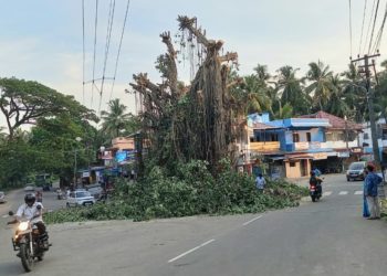മലമ്പുഴ മന്തക്കാട് ആൽമരം മുറിച്ചു നീക്കാൻ തുടങ്ങി
