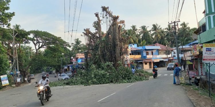 മലമ്പുഴ മന്തക്കാട് ആൽമരം മുറിച്ചു നീക്കാൻ തുടങ്ങി