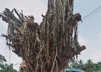 മന്തക്കാട്ടെ ആൽമുറിച്ച സംഭവം: പീച്ചി വനഗവേഷണ കേന്ദ്രം ഉദ്യോഗസ്ഥർ പരിശോധന നടത്തി.