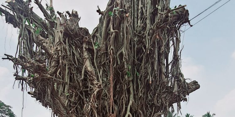 മന്തക്കാട്ടെ ആൽമുറിച്ച സംഭവം: പീച്ചി വനഗവേഷണ കേന്ദ്രം ഉദ്യോഗസ്ഥർ പരിശോധന നടത്തി.