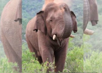 വനത്തിൽ തേൻ ശേഖരിക്കാൻ പോയ പതിനഞ്ചുവയസ്സുകാരനെ കാട്ടാന ചവിട്ടിക്കൊന്നു