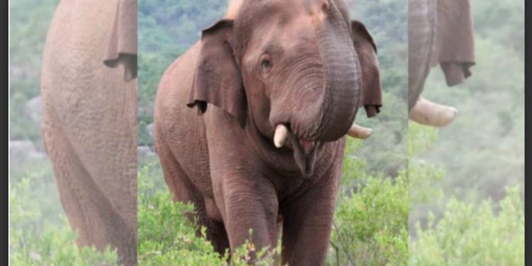 വനത്തിൽ തേൻ ശേഖരിക്കാൻ പോയ പതിനഞ്ചുവയസ്സുകാരനെ കാട്ടാന ചവിട്ടിക്കൊന്നു