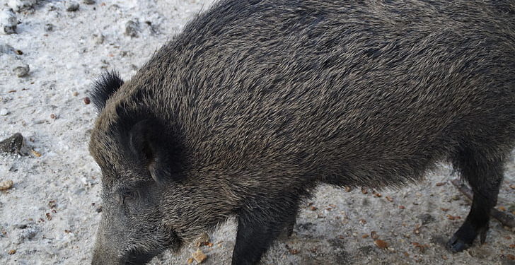 കാട്ടുപന്നി കുറുകെ ചാടി; ബൈക്ക് മറിഞ്ഞ് യുവാക്കള്‍ക്ക് പരിക്ക്