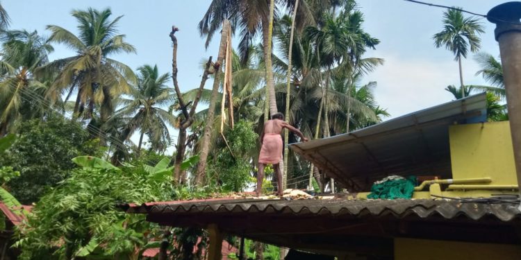 കനത്ത മഴ : കാർഷിക മേഖലയിൽ വൻ നാശനഷ്ടം