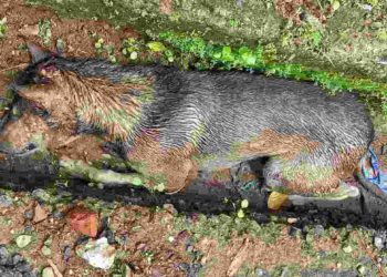 BJP സംസ്ഥാന സെക്രട്ടറി c കൃഷ്ണകുമാറിന്റെ വീടിന് സമീപം നായയെ വെട്ടികൊന്ന നിലയിൽ കണ്ടെത്തി.