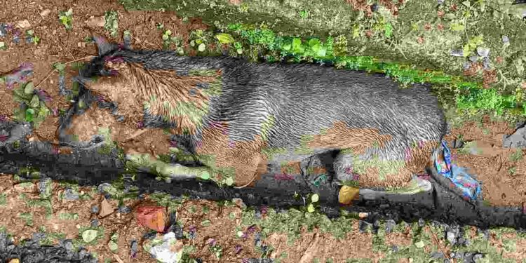 BJP സംസ്ഥാന സെക്രട്ടറി c കൃഷ്ണകുമാറിന്റെ വീടിന് സമീപം നായയെ വെട്ടികൊന്ന നിലയിൽ കണ്ടെത്തി.