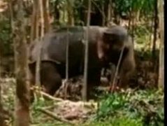 മനിശ്ശേരിയിൽ ആന പാപ്പാനെ അടിച്ചു കൊന്നു